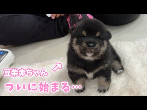 【豆柴犬】激カワ赤ちゃんの歩行練習と離乳食が始まりました! ”子犬と癒し” まめしば亭ブログvlog