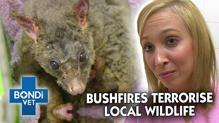 Dr Lisa Helps Possum Horrifically Burnt in Aussie ...