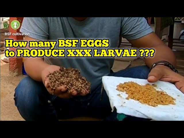 How to calculate & BASIC KNOWLEDGE to manage maggot bsf population