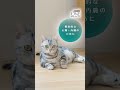 \たんぱく、たんぱく♪/猫ちゃんが夢中のヒミツ!「ピュリナ ワン」 高たんぱくシリーズ