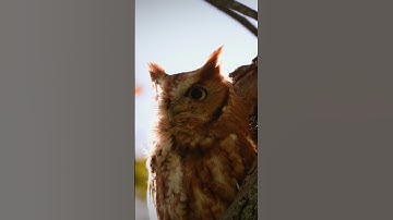 Wild Screech-owl #Owl #subscribe #wildlife #nature #geographic #youtube #birds