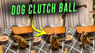 Dog Manages to Perfectly Catch a Dropped Ball Instantly