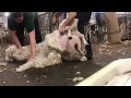 2 of the best sheep shearing in Norway