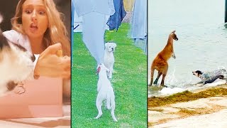 Ozzy Man Reviews: Dogs Being Dodgy