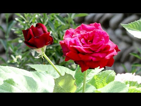 საკვირაო ქადაგება - მამა ბენიამინი (15.08.21 წ.)