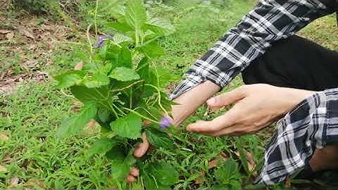 Đi Rừng Tìm Cây Đuôi Chuột Hoa Tím (Mạch Lạc) - Điều trị hở van tim, tiểu đường - 0976 836 586