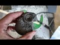 The start of longer fossil prep vids