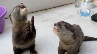 カワウソの赤ちゃん、美味しすぎて立ち上がる！！ Baby otter stood up because the chicken was so delicious!