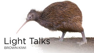 Light Talks: Brown Kiwi