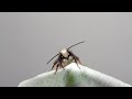 O albina cu blanita alba - Andrena cineraria - Ashy mining bee