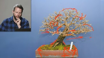 Bonsai Q+A with Ryan Neil