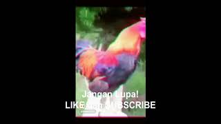 Ayam Jantan Berkokok Versi Edan Turun -  Sound