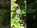 tiny beauties