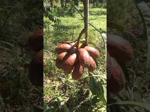 Vídeo: A la família de les annonàcies hi ha flors?