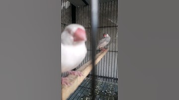 The java bird is sleeping #java #birds #sleep #viral #shorts #trending #subscribe #foryou #like