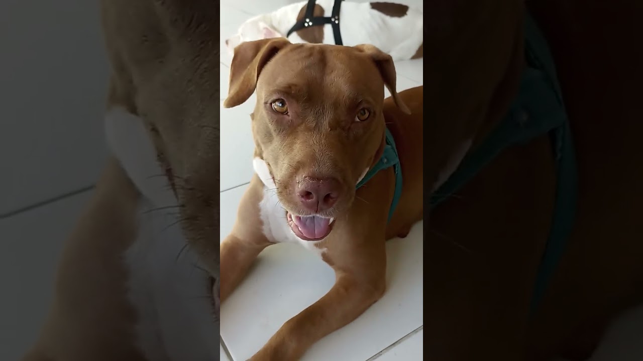 Apolo estar bravo Pit Bull quem manda é ele 🐕🦮🐶🐕‍🦺