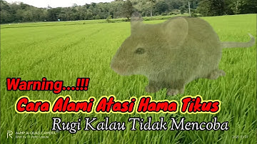 PENGENDALIAN HAMA TIKUS SAWAH