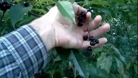 Wild Black Cherry 🍒 Foraging
