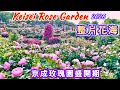 【2026年版玫瑰園】驚!玫瑰花海就在眼前!日本京成玫瑰園滿開盛況。一些品種拍攝讓參考。#京成バラ園#5月10日2026