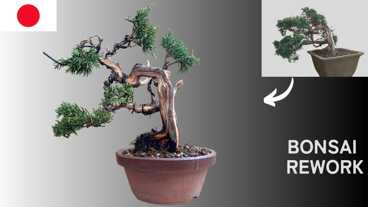 Shimpaku Juniper Bonsai | Repotting to Dramatically Improve the Final Quality 【ASMR】