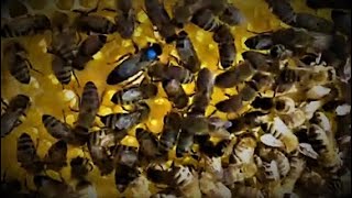 Замена Маток в Ульях на Неплодных Пчеловодство. Матководство