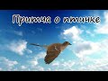 Мудрая притча. Притча о птичке #притчи #притча #мудрость