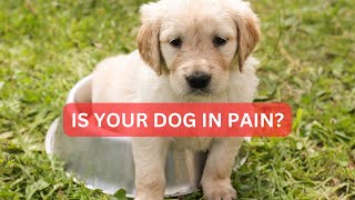 Uh Oh! Recognizing the Signs Your Dog Might Be In Pain