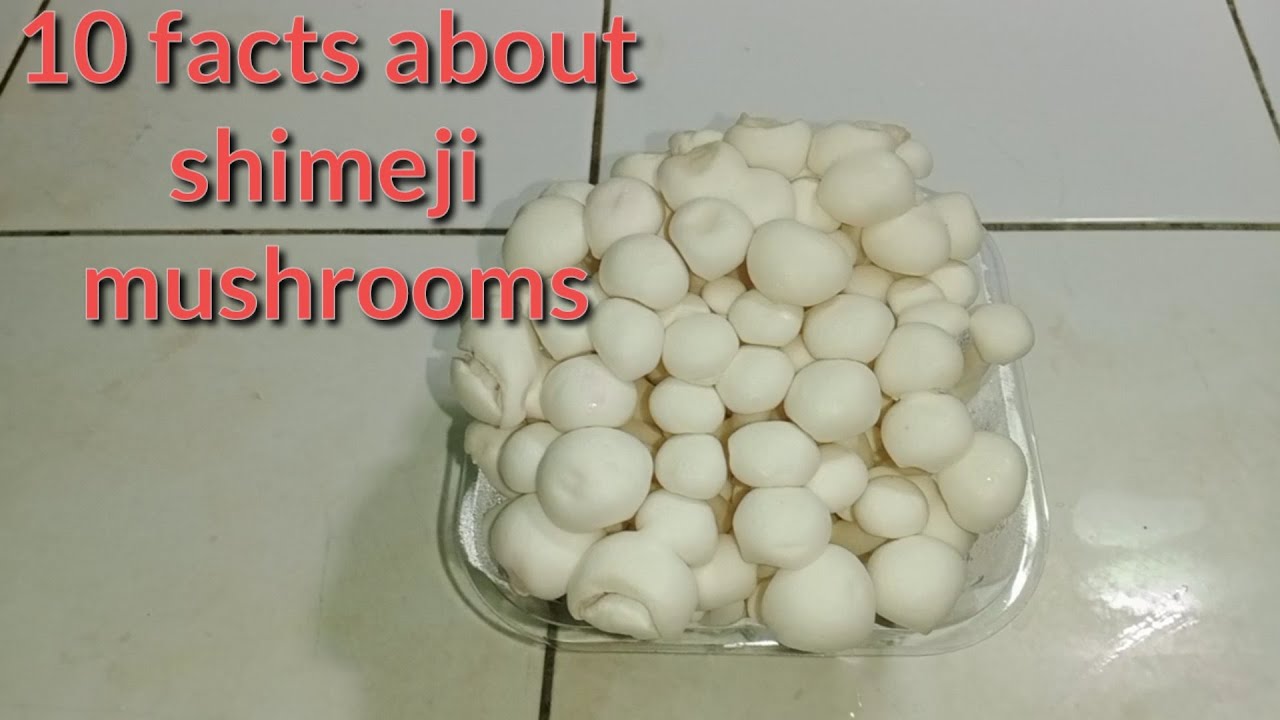 Manfaat Jamur Shimeji untuk Kesehatan kita YouTube