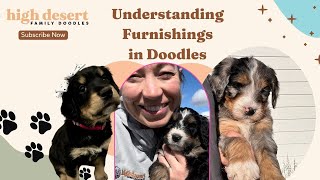 Doodle puppies and furnishings: what's the correlation with shedding?