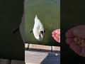 Max the Swan talks twice while I feed him at 1:45 and 2:20 of the video - he is really friendly