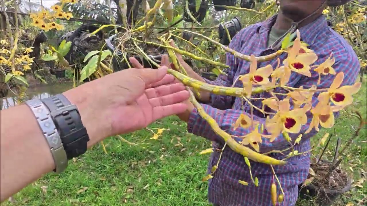 ขายกล้วยไม้เหลืองจันท์2569,อนันต์เข็มทอง#orchid #anankemthong