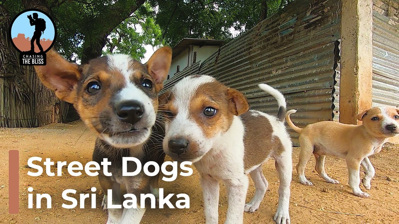 Street Dogs in Sri Lanka Cuteness Overloaded! YouTube