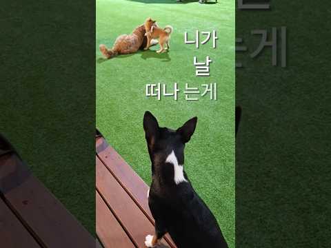 나를 잊고 행복하개🐾💔