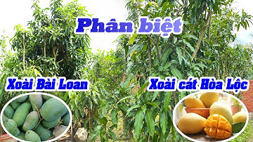 Phân Biệt Cây Xoài Cát Hòa Lộc Và Cây Xoài Đài Loan