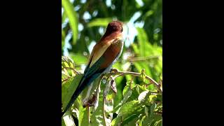 Bird 🕊️ catching butterfly 🦋🦋. #birds  #butterfly   #viral #viralvideo #shorts #mrravi786