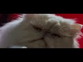 Cats And Dogs Stopping Mr Tinkles Plan 