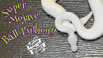 Super Mojave Ball Python – Blue-Eyed Leucistic Morph Explained!