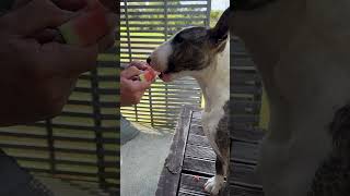 Bull terrier 6 months old eating watermelon #bully #minibullterrier #puppy #dog #bullterrier