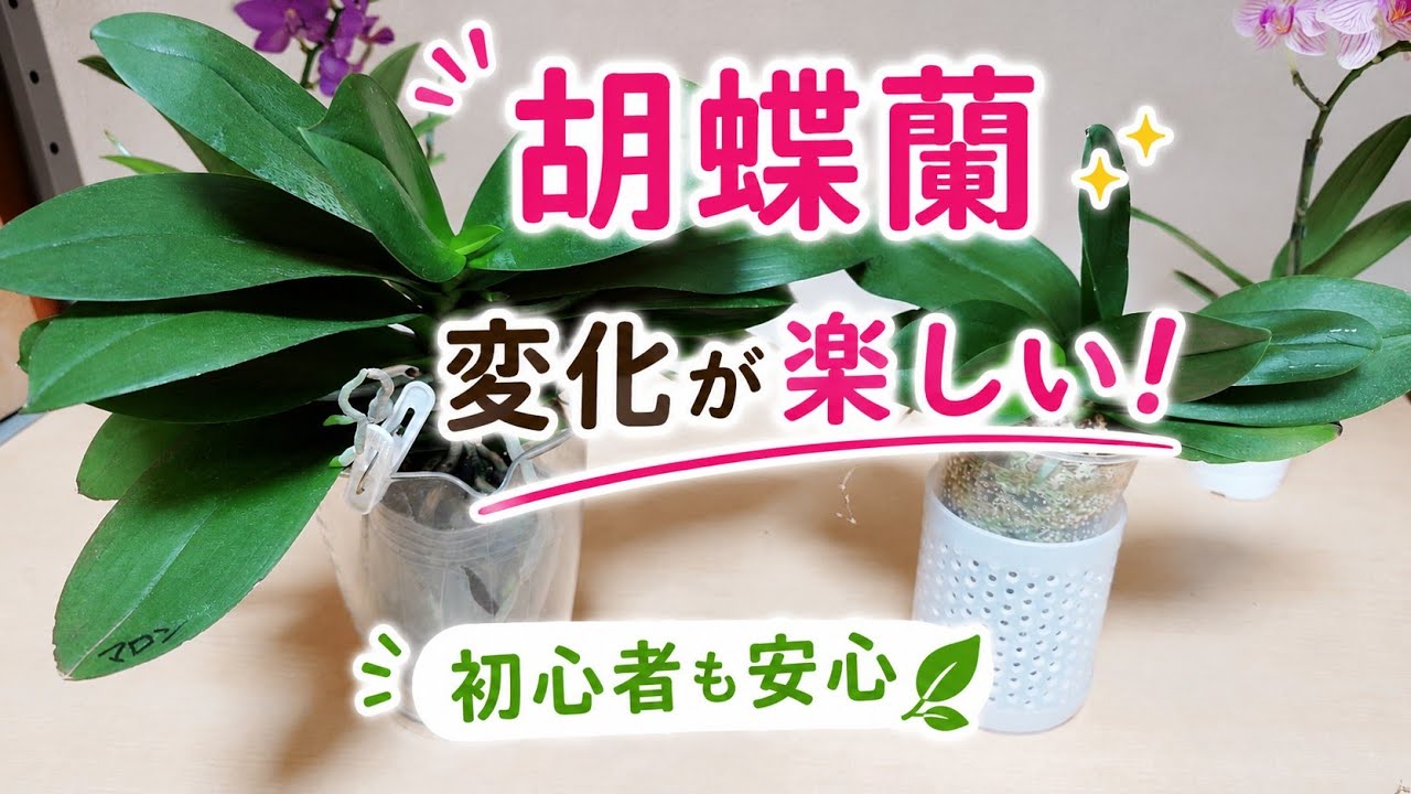 胡蝶蘭　原種　交配種　レア Phalaenopsis W iganiae 胡蝶蘭 原種 交配種 レア Phalaenopsis W iganiae 胡蝶蘭 原種 交配種