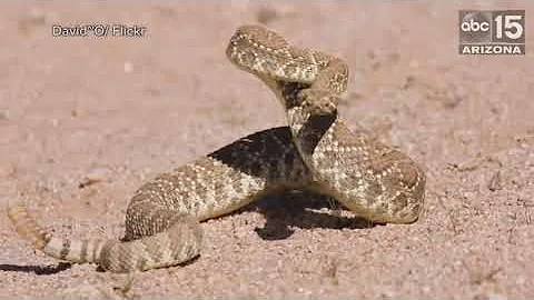 Seen them? 7 most common venomous snakes in Phoenix - ABC15 Digital