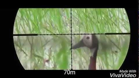 Duck ,goose  ,dove  and rabbit full slow motion  airgun PCP hunting video 2017
