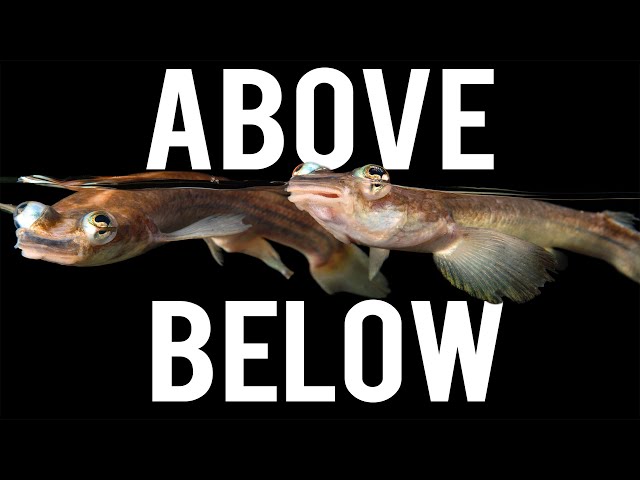 Mutant Looking Four-Eyed Fish - YouTube
