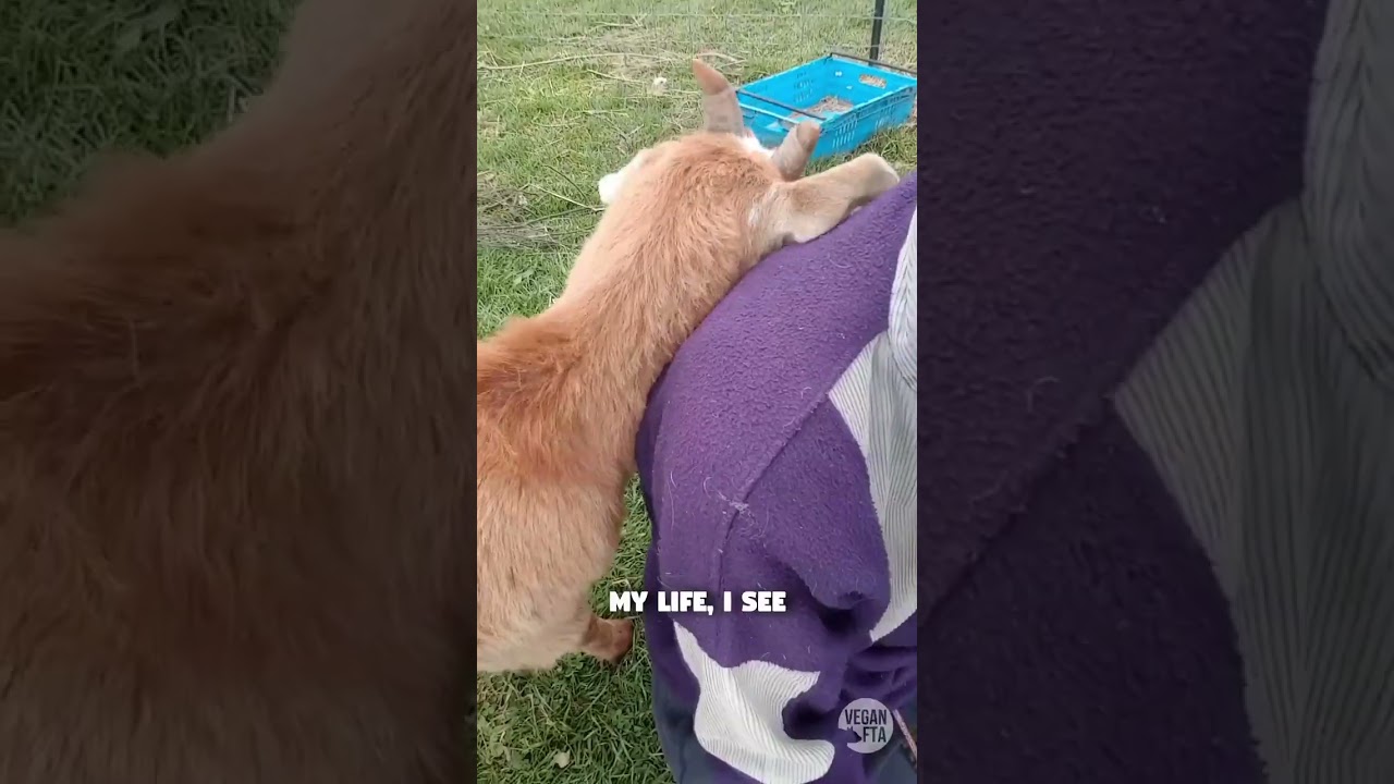 The Black Sheep Animal Sanctuary 🐐💚