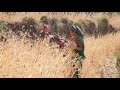 Collecting wheat by using primitive technology || Village life || Organic life
