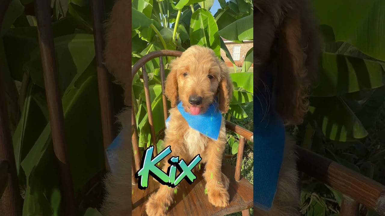 Meet Kix Video