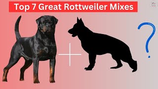 Top 7 Great Rottweiler Mixes dog breeds #rottwilermixes