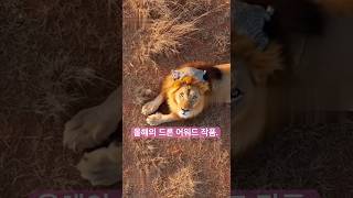 올해의 드론 어워드 작품. #병맛 #ai드라마 #10초썰#숏폼#B급감성 #a썰드라마 #kdrama #공 감썰 #funny #공감썰 #썰드라마