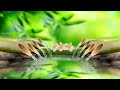 Relaxing Music 24/7 || Stress Relief Music, Meditation, Spa, Sleep, Zen, Calming Music, Study, Yoga