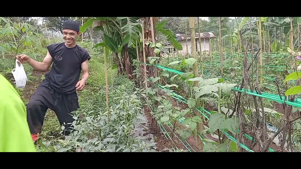 Ikut panen cabe