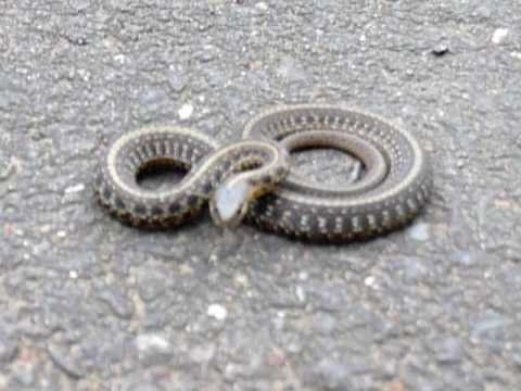 Super Frisky Baby Bull Snake